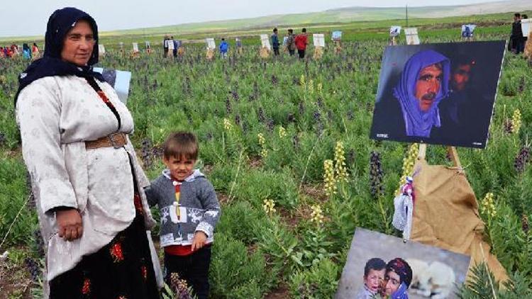 Lale tarlasında fotoğraf sergisi