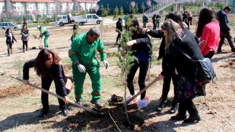 Fidanlar çamlığa dönüşüyor