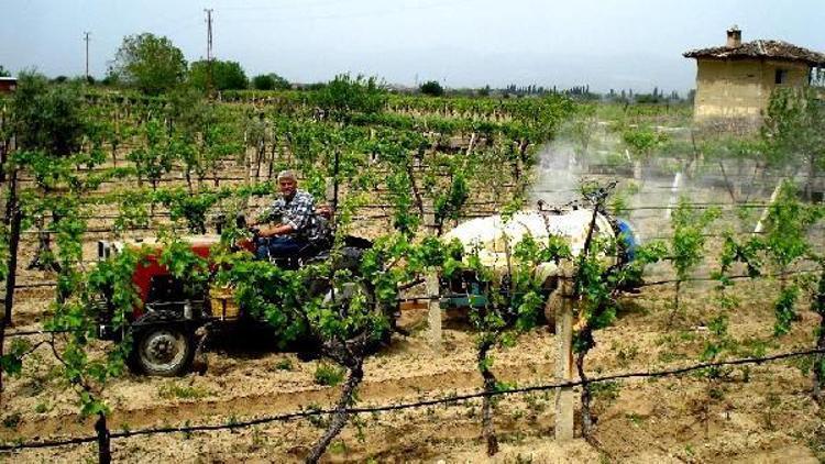 Sarıgöllü üreticiler ürünlerini Avrupa pazarlarına hazırlıyor