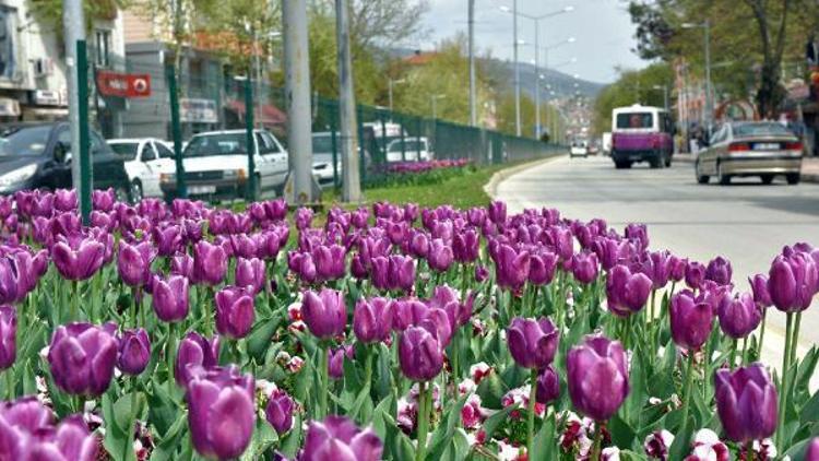 Turhalda laleler çiçek açtı