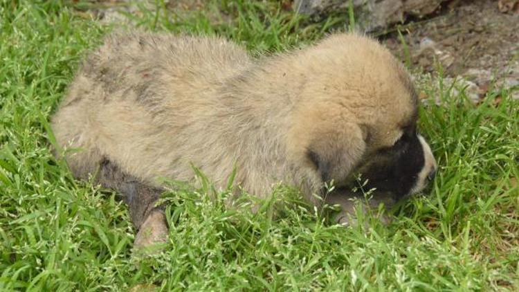 Arabanın çarptığı yavru köpek, tedaviye alındı