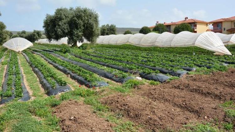 Organik çilek şifa kaynağı