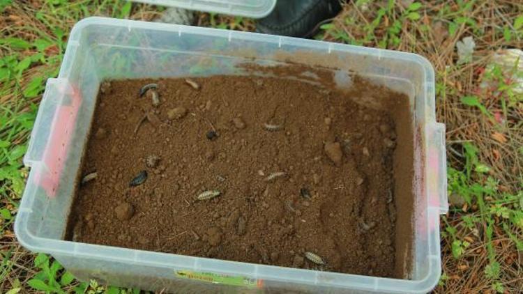 Datçada çam kese böceği karşı biyolojik mücadele