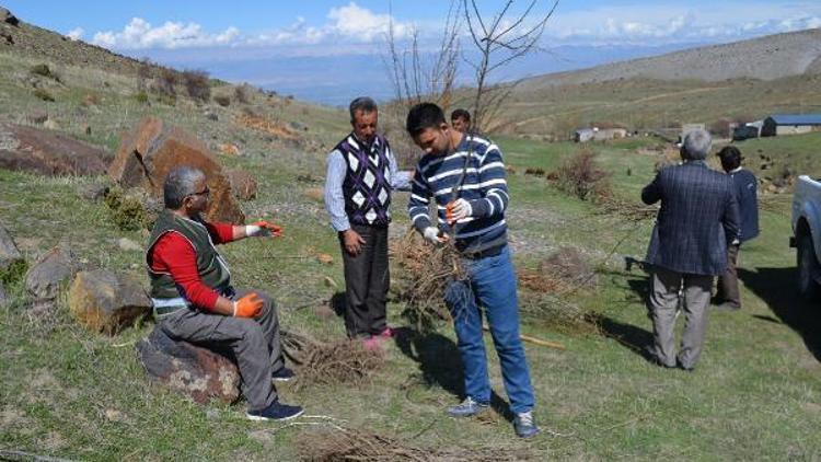 Yaban hayata 1500 meyve meyve fidanı