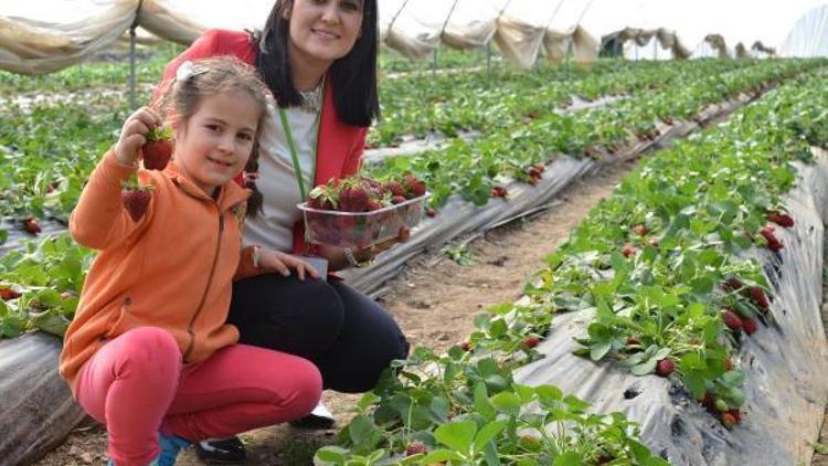 OKÜde çilek ve mantar satışı başladı