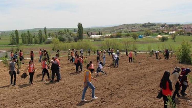 TEMA Uşakta 525 sedir çamını toprakla buluşturdu