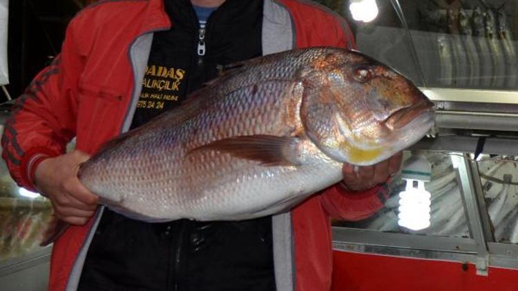 Sarosta 9 kiloluk sinarit balıkçının yüzünü güldürdü