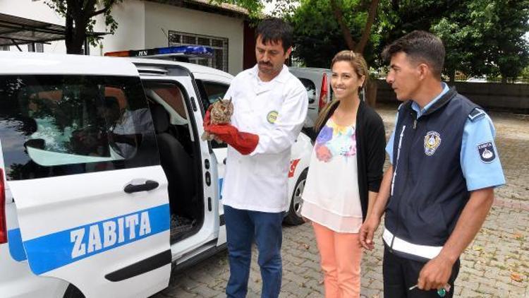 Kargalarının saldırısı sonucu yaralan baykuş, tedavi altına alındı