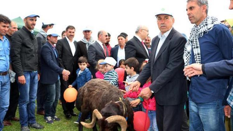 Bingölde en iyi koç ve kuzu yarışması