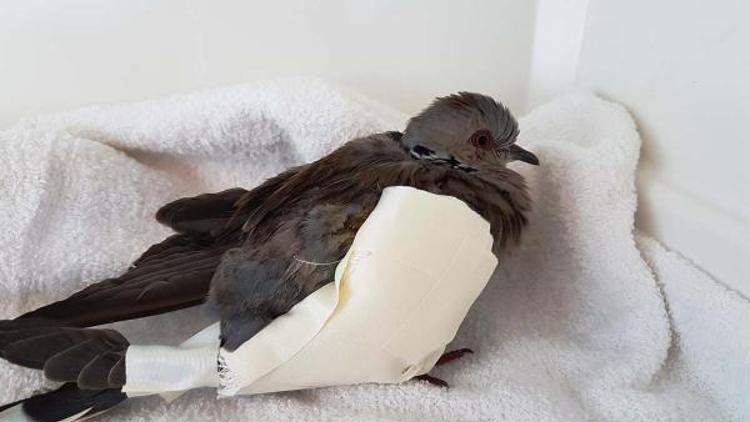Cenette yaralanan kuşlara ilk yardım
