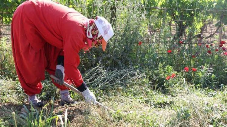 Manisada üretimi desteklenen salepte hasat dönemi