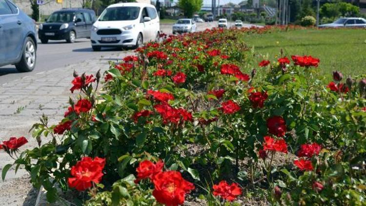 Karabükte 25 bin gül çiçek açtı