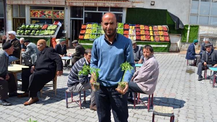 Adilcevaz’da sebze fidesi satışları başladı