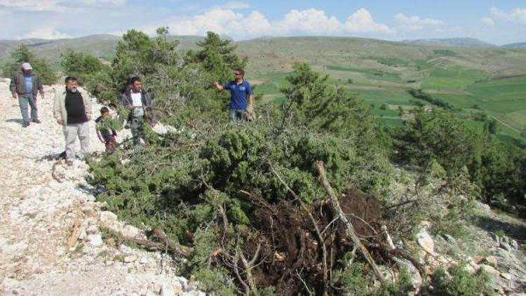 Ağaçlara zarar veren firma bölgeden çıkarıldı