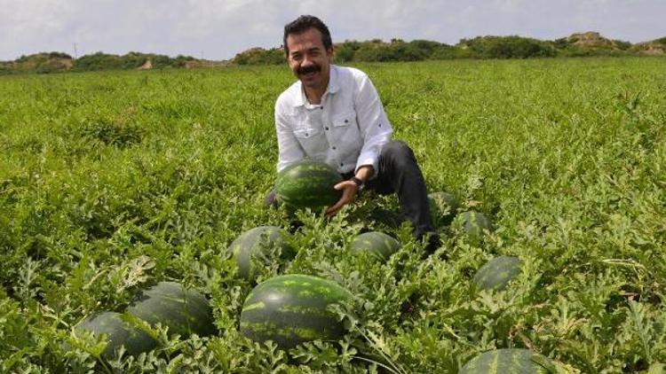 Adanada turfanda karpuz hasadı