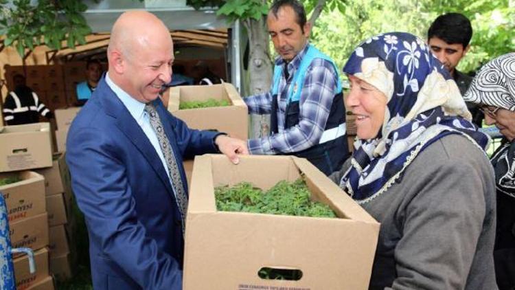 Belediye Başkanından organik domates sitemi