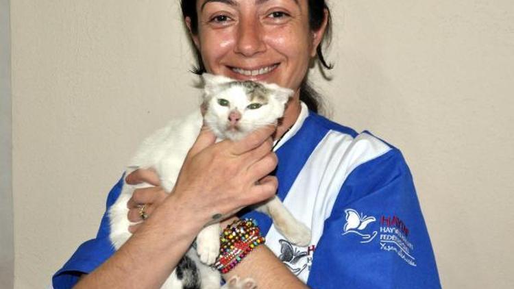 Yüksekovadan 35 kedi Bitlise getirildi