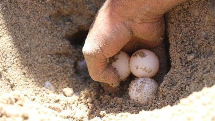 Kemerde caretta carettaların yumurtlama dönemi başladı (2)