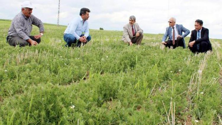 Yozgat’ta toprak işlemesiz tarım yaygınlaşıyor
