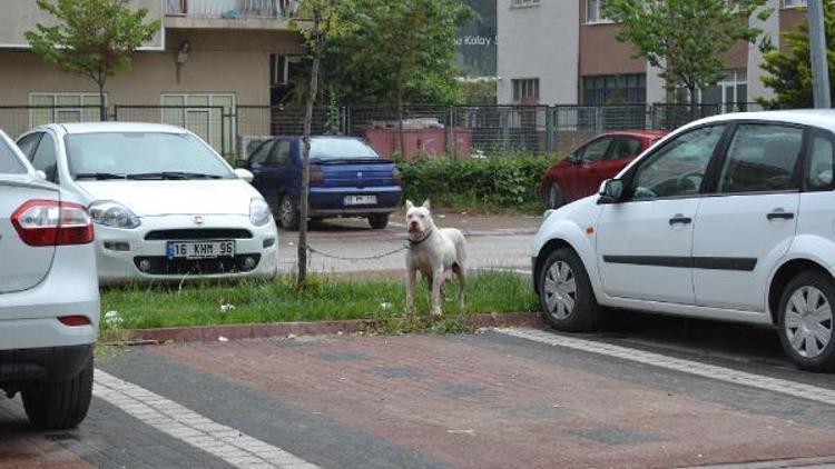 ‘Pitbull’u zincirle ağaca bağlayıp terk ettiler