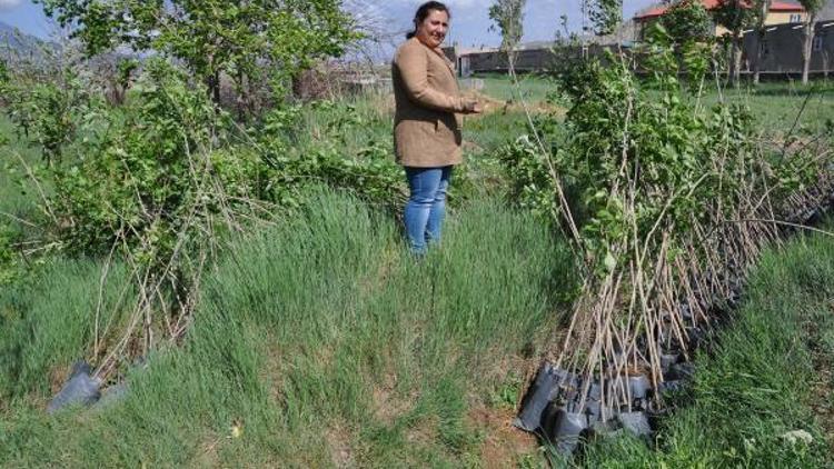 Toprağın kadınları fidan dikiyor