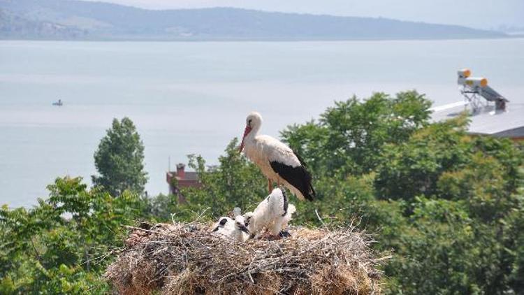 Karacabeyde Leylek Festivali hazırlığı başladı