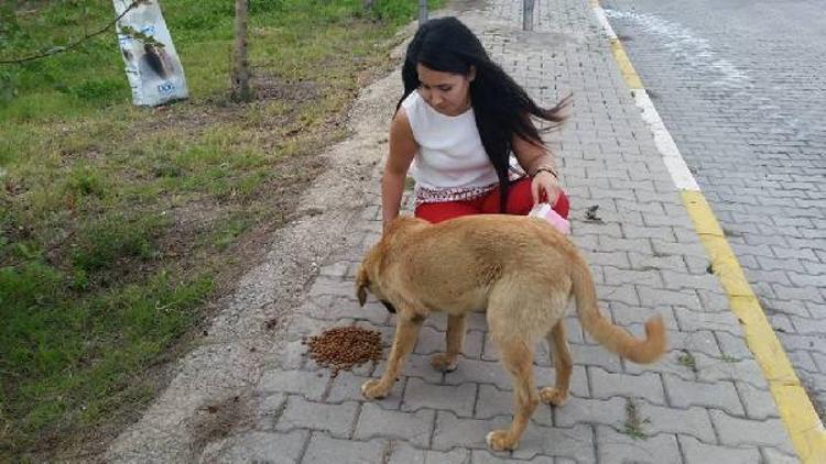 Almanyadan ki gurbetçiler, sokak hayvanları için yem gönderdi