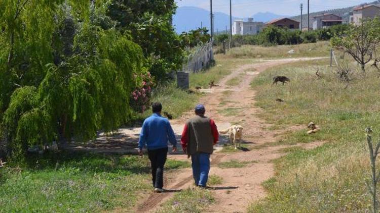 Mahallelinin sokak köpeği korkusu