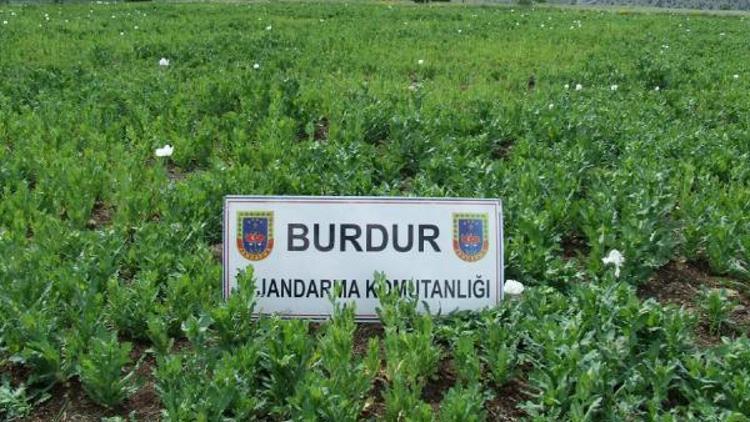 Burdurda 500 bin kök kaçak haşhaş bitkisi ele geçirildi