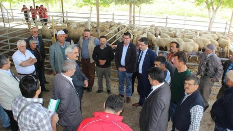 Acıpayam Koçu memleketine geri döndü