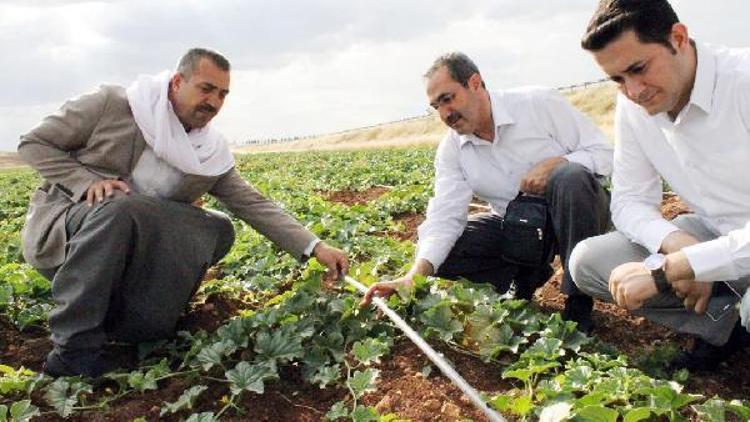 DEDAŞ’tan çiftçilere son gün uyarısı