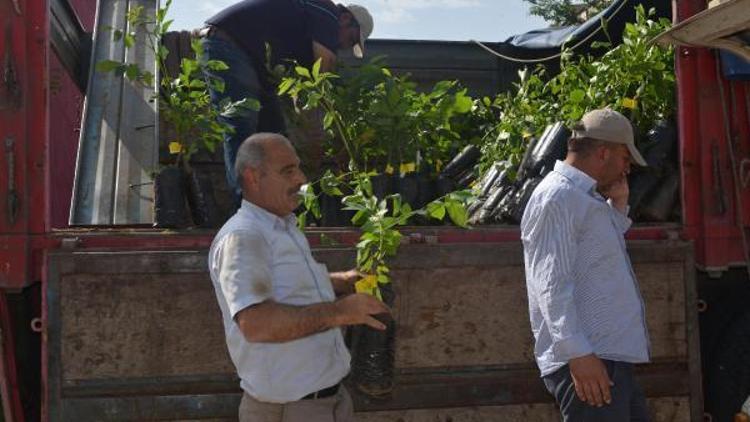 Büyükşehirden Şereflikoçhisara ceviz fidanı