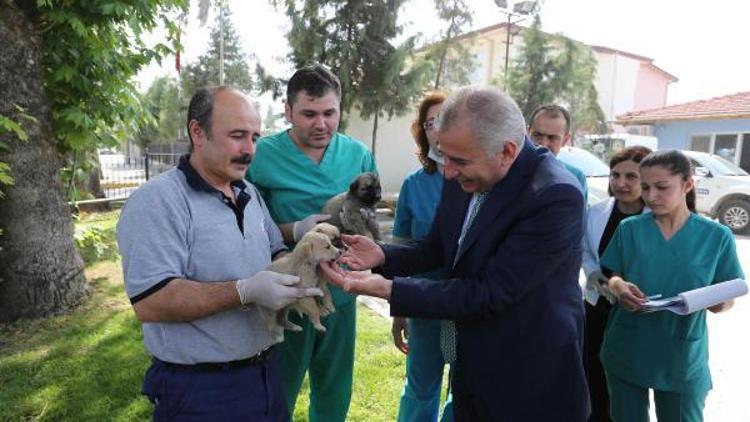 Başkan Zolan: Sokak hayvanlarının sahipsiz değil