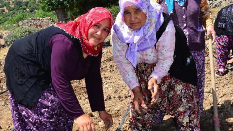 Yuntdağı sakinleri lavanta yetiştiriciliğiyle tanıştı