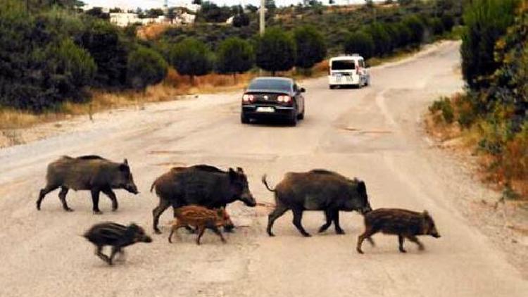 Bodrumda, yaban domuzları yerleşim yerlerine indi