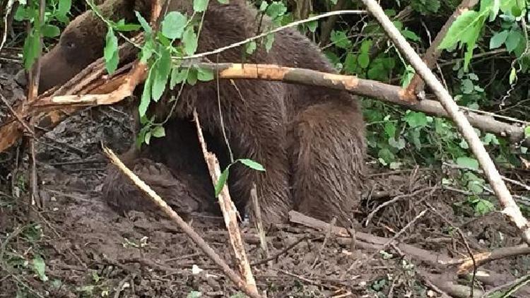 Dikenli tellere dolanan yavru ayıyı ormancılar kurtardı