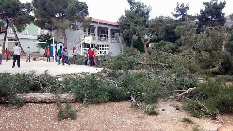 İmam hatip ortaokulu için 20 çam ağacının kesilmesine tepki