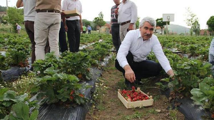 Tarımda çalışmalar meyvesini veriyor