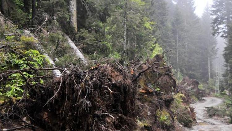 Yeşil Yol güzergahında çam ağaçlarının yan yatmasının nedeni rüzgar ve fırtına