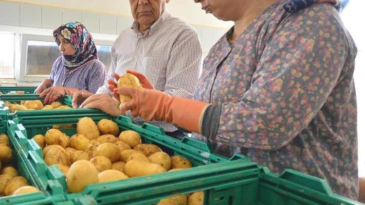 Patates üreticisine güzel haber, 1000 ton dedi, bin 350 ton alıyor