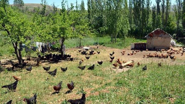 Sarız’da organik yumurta üretilecek