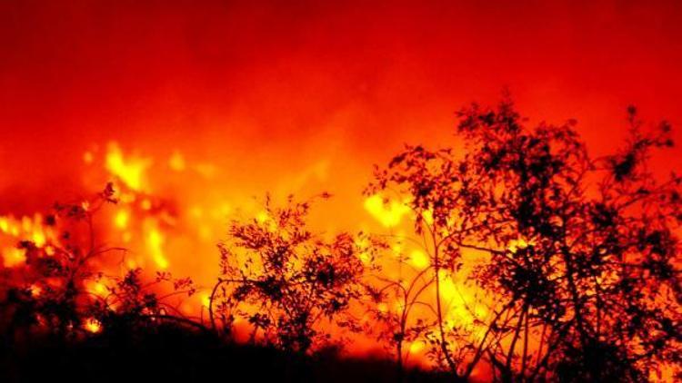 Bodrumda 10 hektar tarım arazisi yangında zarar gördü