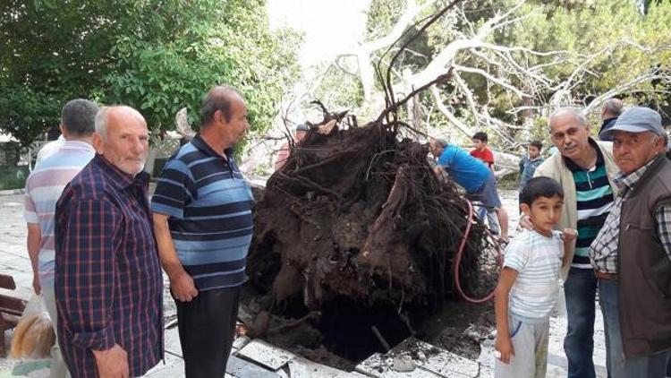 Cami bahçesindeki asırlık çınar devrildi