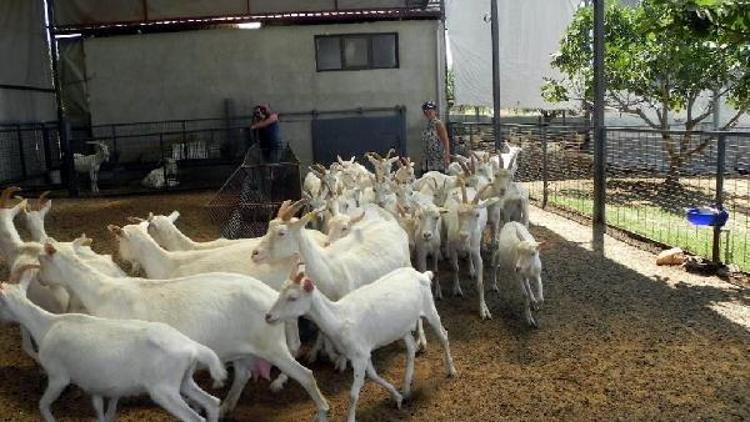 İstanbullu mimar keçi çiftliği kurdu