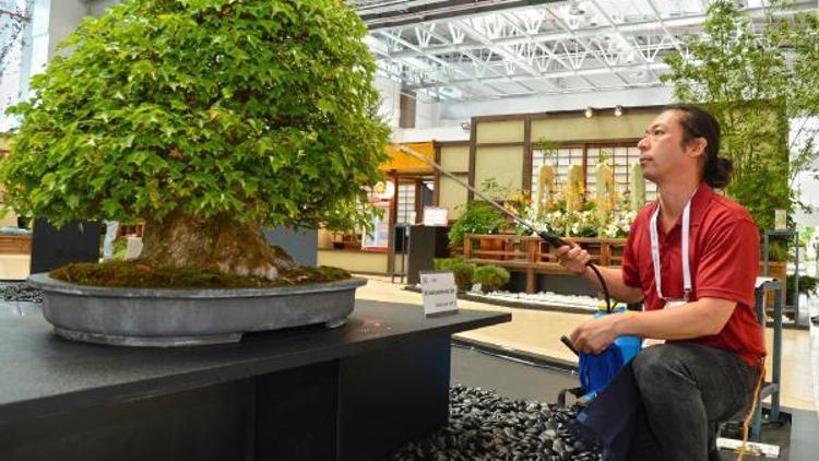 Expo 2016da 140 yıllık bonsai sergileniyor