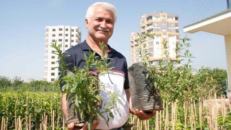 Stevia bitkisi, şeker hastalarının imdadına yetişecek