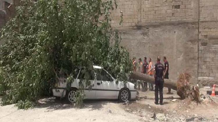 Şanlıurfa’da park halindeki 2 otomobilin üzerine ağaç düştü