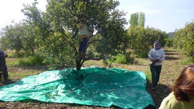 Portakal çiçekleri üreticinin yeni gelir kaynağı oldu