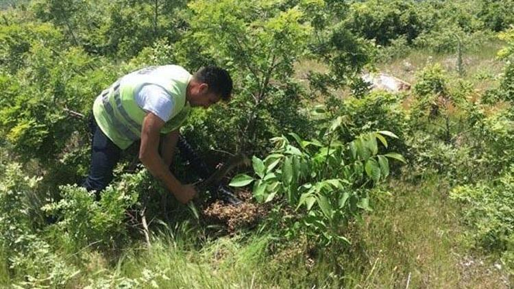 Gedizde orman köylüsü için ağaçlandırma çalışması