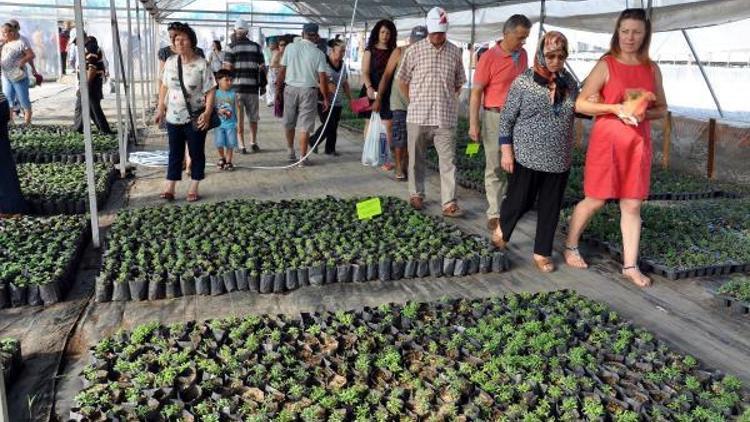 Didim Belediyesinden çiçek üretimi